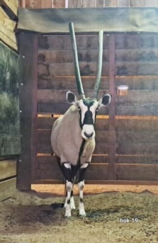 1X Gemsbuck M:1 Riaan