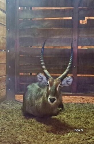 1X Waterbuck M:1 4 Dimension Wildlife Services