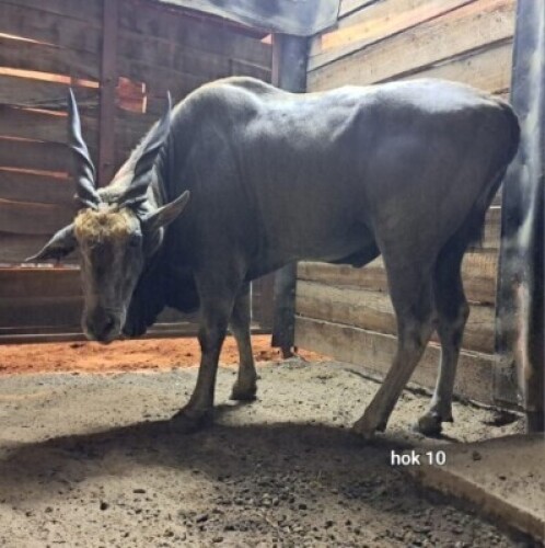 1X Eland M:1 4 Dimension Wildlife Services