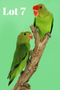 1-1 '19 Lovebird: Taranta: Green x Green - Piet Jacobs