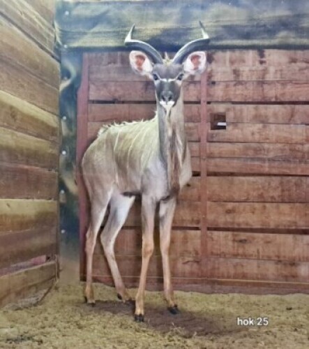 1X Kudu M:1 Rusha Holdings