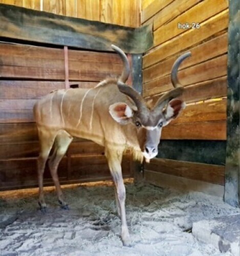 1X Kudu (44") M:1 Rusha Holdings