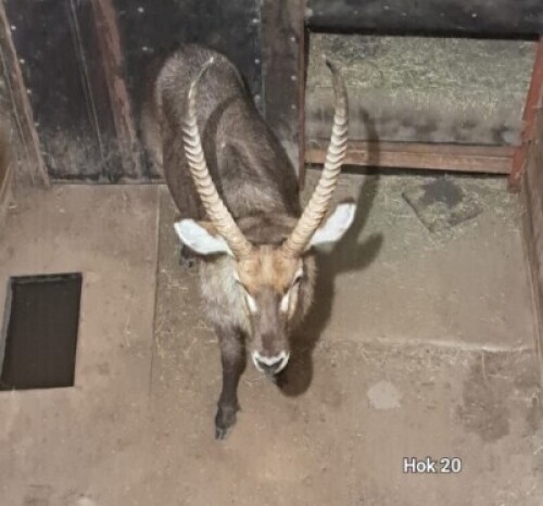 1X Waterbuck (27&frac12;") M:1 4 Dimension Wildlife Services