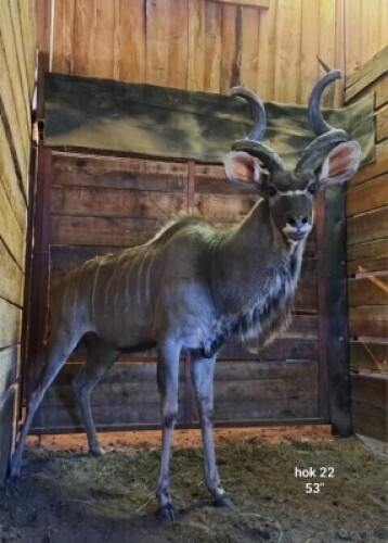 1X Kudu (53") M:1 Riaan