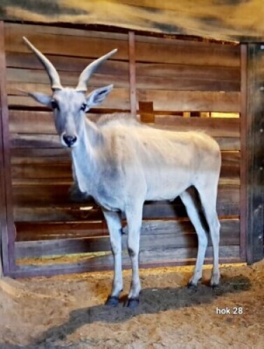 1X Eland M:1 4 Dimension Wildlife Services