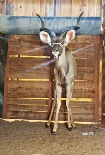 1X Kudu M:1 Rusha Holdings
