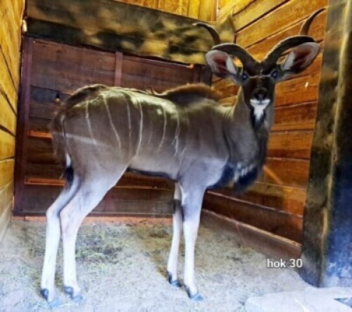1X Kudu M:1 Rusha Holdings