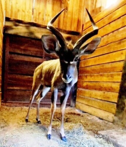 1X Kudu Young Bull M:1 4 Dimension Wildlife Services