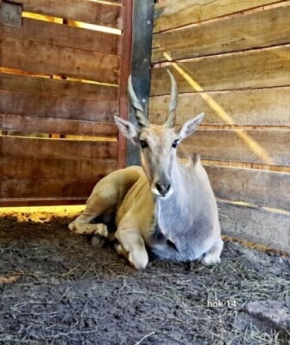 1X Eland F:1 4 Dimension Wildlife Services