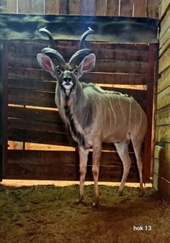 1X Kudu M:1 Schalk