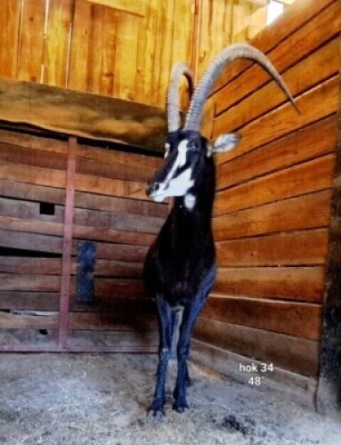 1X Sable (48") M:1 Rusha Holdings