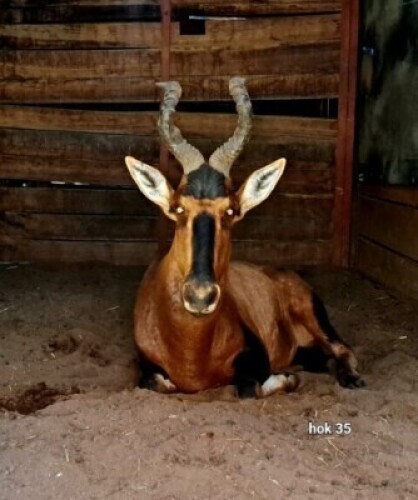 1X Red Hartebeest (23&frac34;") M:1 Riaan