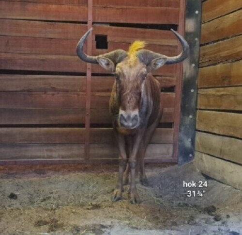 1X Golden Gnu (31&frac34;") M:1 Rusha Holdings