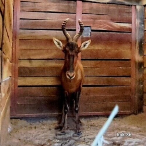 1X Red Hartebeest M:1 Riaan
