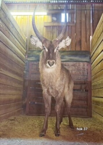 1X Waterbuck M:1 Rusha Holdings