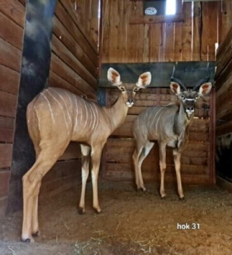 2X Kudu M:1 F:1 Rusha Holdings (Per Piece to take the lot)