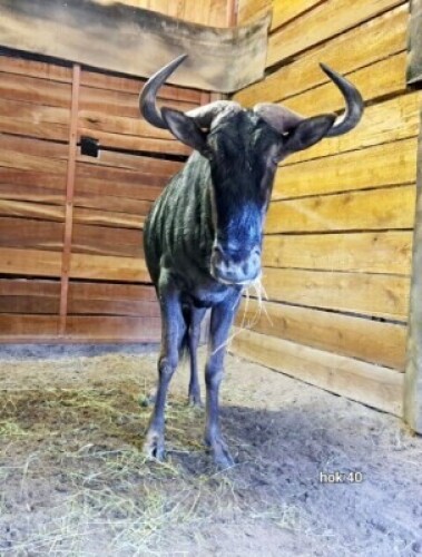 1X Blue Wildebeest M:1 Riaan