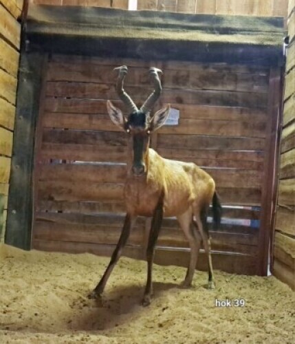 1X Red Hartebeest M:1 Riaan