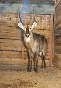 1X Waterbuck M:1 Rusha Holdings