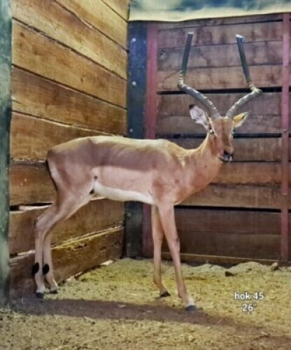 1X Impala (26") M:1 Rusha Holdings