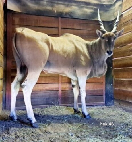 1X Eland (37") M:1 Rusha Holdings