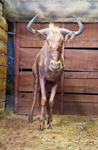1X Golden Gnu (29" - 2 years old) M:1 Rusha Holdings