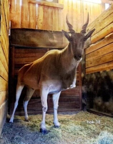 1X Eland M:1 Rusha Holdings