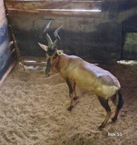 1X Red Hartebeest M:1 Rusha Holdings