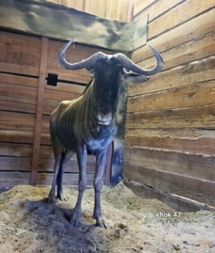 1X Blue Wildebeest (31&frac34;") M:1 Rusha Holdings