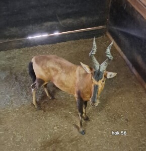 1X Red Hartebeest M:1 Rusha Holdings