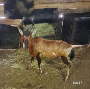 1X Red Hartebeest M:1 Rusha Holdings