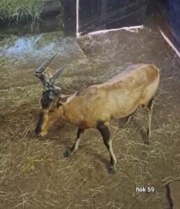 1X Red Hartebeest M:1 Rusha Holdings