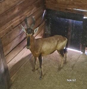 1X Red Hartebeest M:1 Rusha Holdings