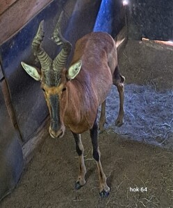 1X Red Hartebeest M:1 Rusha Holdings