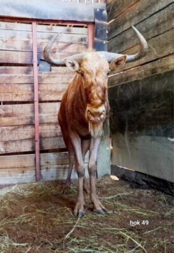 1X Golden Gnu M:1 Rusha Holdings