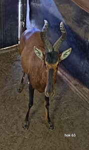 1X Red Hartebeest M:1 Rusha Holdings