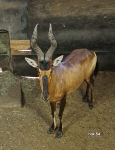 1X Red Hartebeest M:1 Rusha Holdings