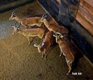 5X Impala Young Males M:5 4 Dimension Wildlife Services (Per Piece to take the lot)