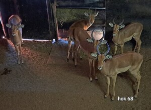 5X Impala Young Males M:5 4 Dimension Wildlife Services (Per Piece to take the lot)