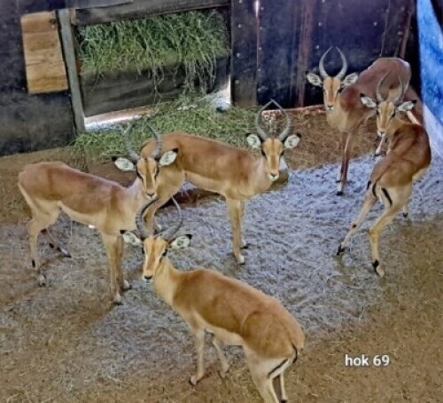 5X Impala Young Males M:5 4 Dimension Wildlife Services (Per Piece to take the lot)