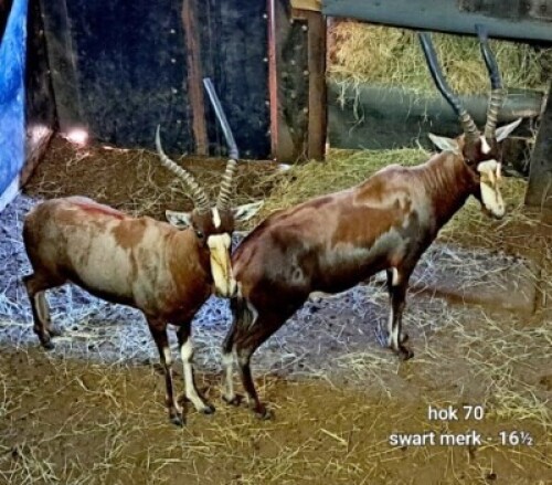 2X Blesbuck (black mark 16&frac12;") M:2 4 Dimension Wildlife Services (Per Piece to take the lot)