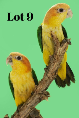 1-1 '20 Caique: White-belly: Normal x Normal - Piet Jacobs