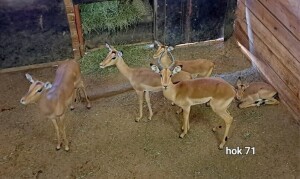 5X Impala Family Group M:1 F:4 4 Dimension Wildlife Services (Per Piece to take the lot)