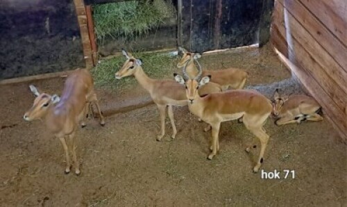 5X Impala Family Group M:1 F:4 4 Dimension Wildlife Services (Per Piece to take the lot)