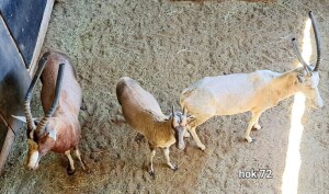 3X Blesbuck Family Group (White Ewe) M:1 F:1 4 Dimension Wildlife Services (Per Piece to take the lot)