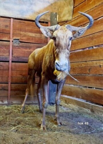 1X Golden Gnu M:1 Rusha Holdings