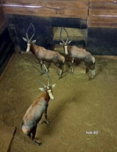 3X Blesbuck M:3 Schalk (Per Piece to take the lot)