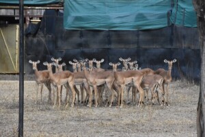 21X Impala Family Group M:3 F:18 4 Dimension Wildlife Services (Per Piece to take the lot)