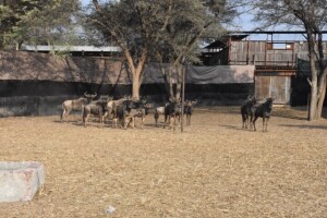 14X Blue Wildebeest Family Group Schalk (Per Piece to take the lot)