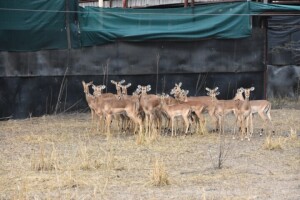 17X Impala Family Group M:2 F:15 4 Dimension Wildlife Services (Per Piece to take the lot)